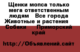 Щенки мопса только мега-ответственным людям - Все города Животные и растения » Собаки   . Приморский край